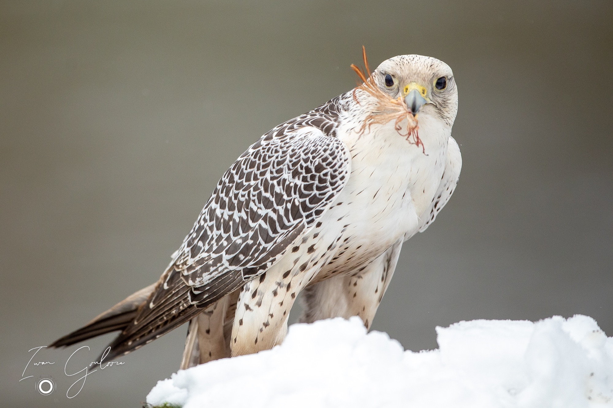 01 april 2022 115012  5D45692